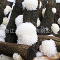 源头厂家供应椴木银耳 批发原木白木耳 食用菌特产Direct from the manufacturer: linden wood silver ear mushrooms; wholesale log-grown white wood ear mushrooms; edible fungi specialities