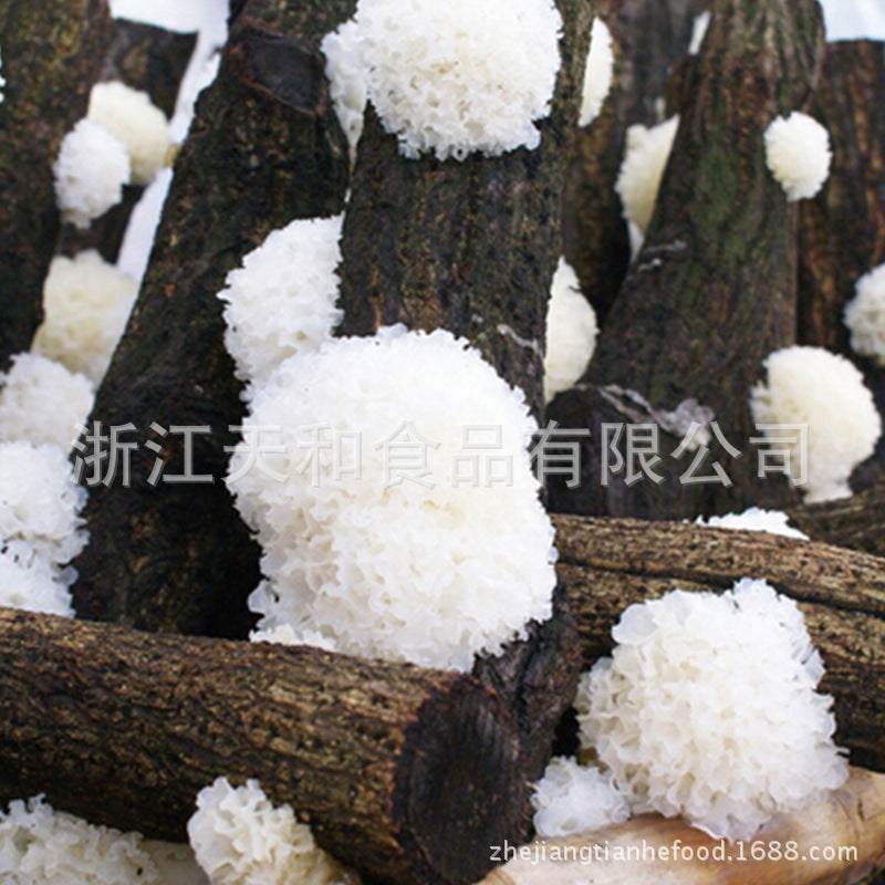 源头厂家供应椴木银耳 批发原木白木耳 食用菌特产Direct from the manufacturer: linden wood silver ear mushrooms; wholesale log-grown white wood ear mushrooms; edible fungi specialities