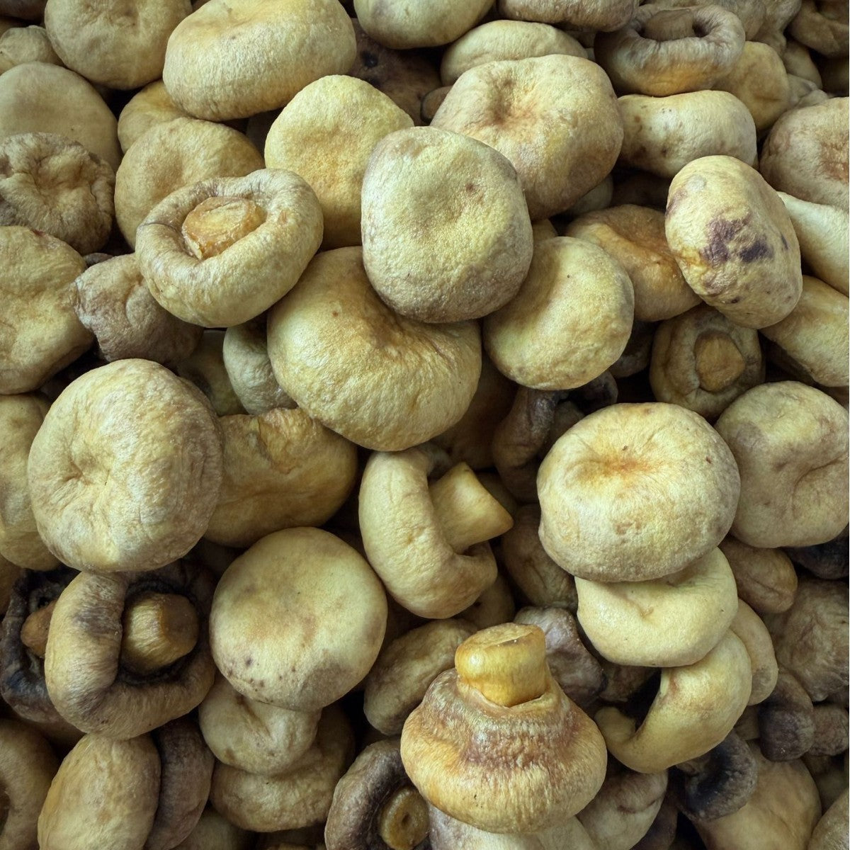 珍爱多双孢菇菌菇脆香菇脆果蔬干脱水蔬菜干即食零食厂家批发代发Zhenai Duo: Button Mushroom Crisps, Shiitake Mushroom Crisps, Dried Fruit and Vegetable Snacks, Dehydrated Vegetables – Ready-to-Eat Snacks – Manufacturer, Wholesale and Drop Shipping