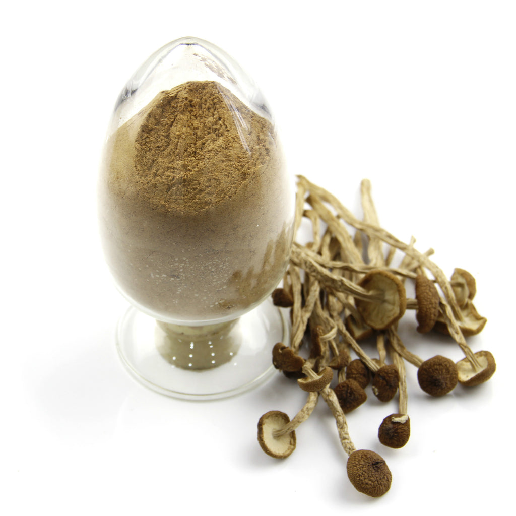 茶树菇提取物 厂家供应茶树菇多糖30_原料批发Tea Tree Mushroom Extract – Manufacturer supplying Tea Tree Mushroom Polysaccharide 30 – Raw Material Wholesale