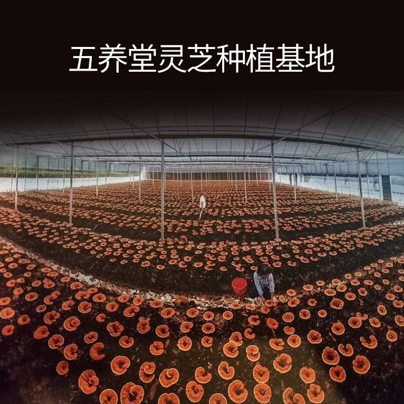 灵芝菌丝体多糖灵芝提取物批发厂家供应破壁灵芝孢子粉原料Wholesale manufacturer of Ganoderma lucidum mycelium polysaccharide extracts supplying raw material for cell-wall-broken Ganoderma lucidum spore powder