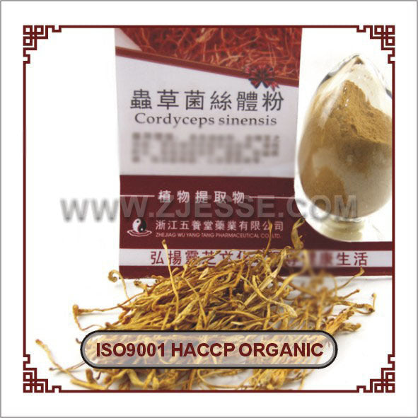 茶树菇提取物定制 厂家供应茶树菇多糖胶囊OEM贴牌代加工Customised Tea Tree Mushroom Extract – Manufacturer Supplies OEM and Private-Label Contract Manufacturing of Tea Tree Mushroom Polysaccharide Capsules