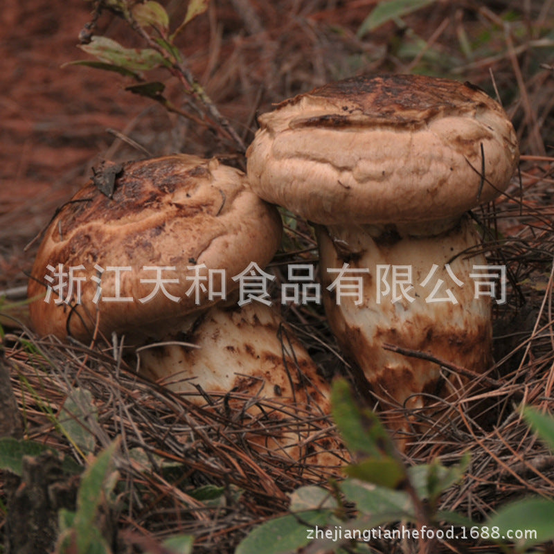 源头厂家供应野生松茸特级干片批发野生菌干货土特产礼品Direct from the manufacturer: wholesale supply of premium-grade dried wild matsutake slices, dried wild mushrooms and local speciality gifts