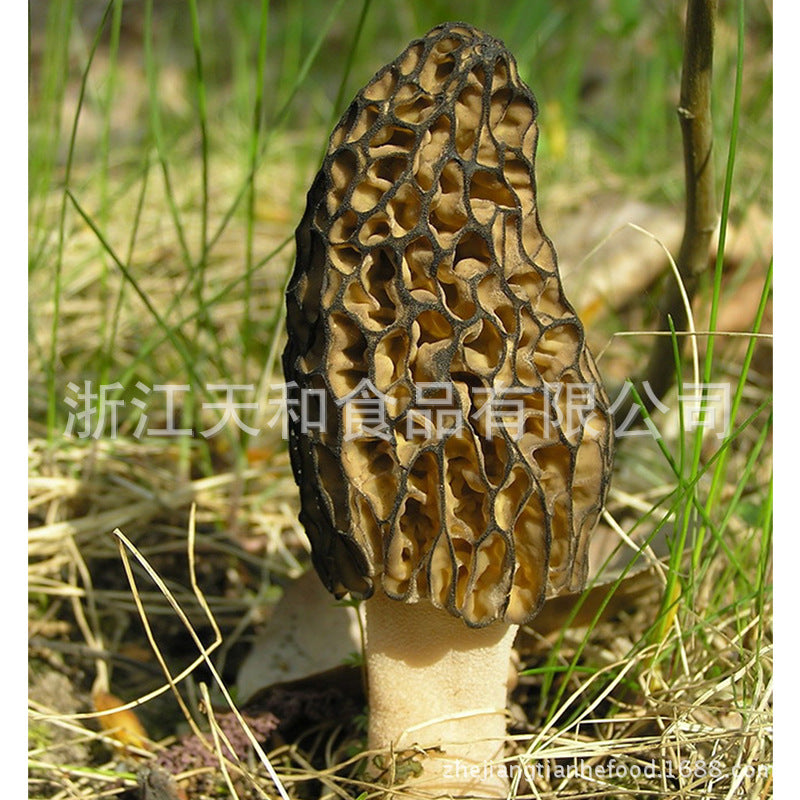 源头厂家供应野生羊肚菌 批发云南野生菌羊肚菌土特产Wild morels supplied directly by the source manufacturer; wholesale of Yunnan wild mushrooms, morels and local specialities