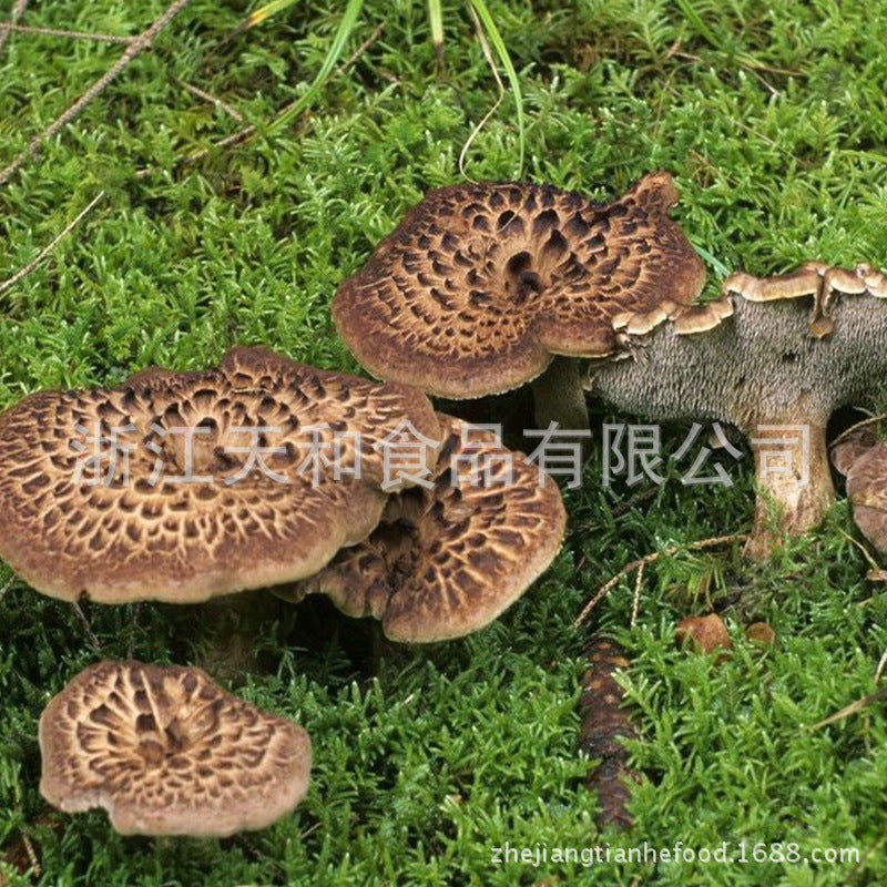 源头厂家供应野生黑虎掌菌 批发云南野生菌珍稀土特产Direct from the source: wild black tiger-paw mushrooms; wholesale of rare and exotic wild mushrooms from Yunnan
